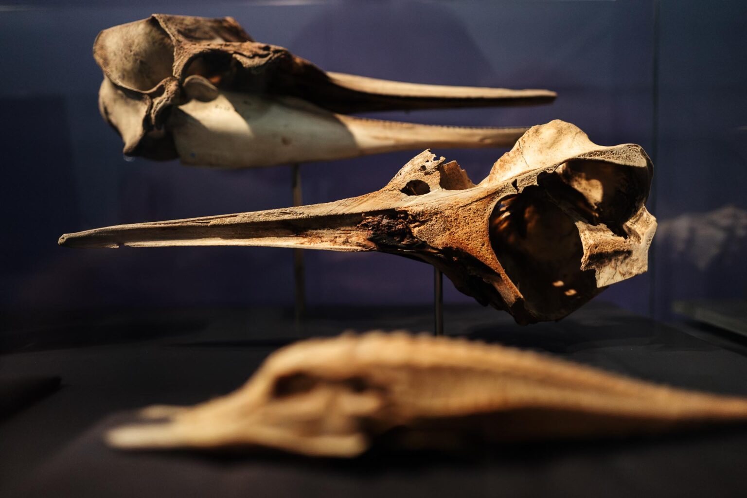 25_Faust_9_c_Max Koppernock